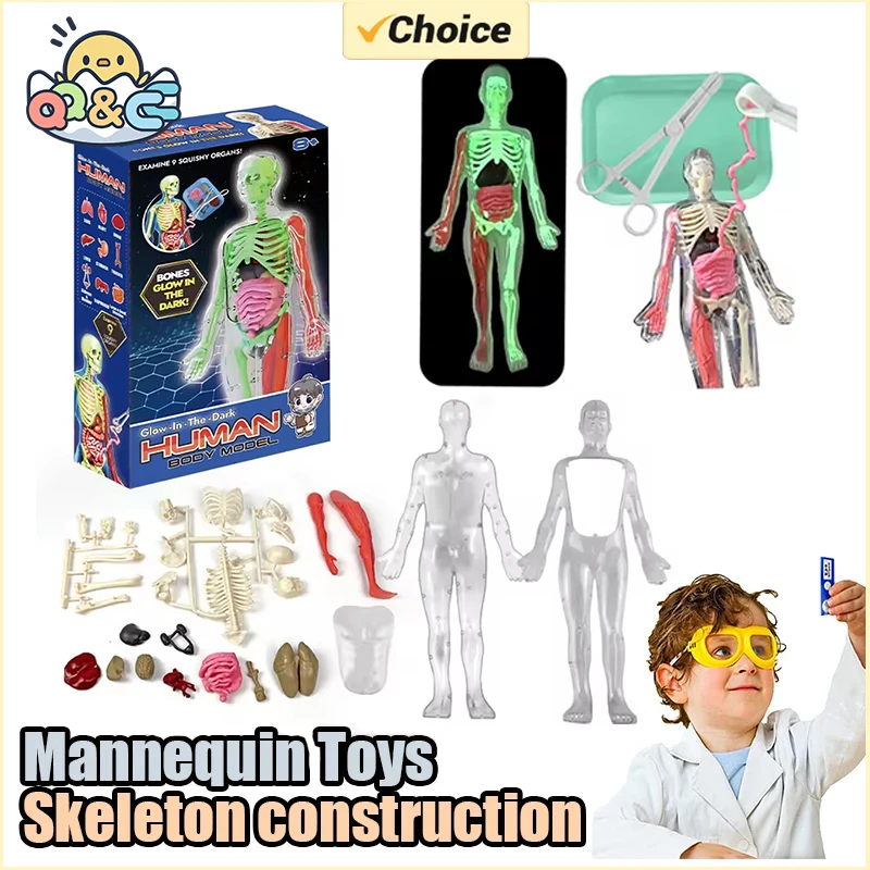 Human Skeleton Organ Anatomy B - Model Kit Fantasy ulasan dan harga
