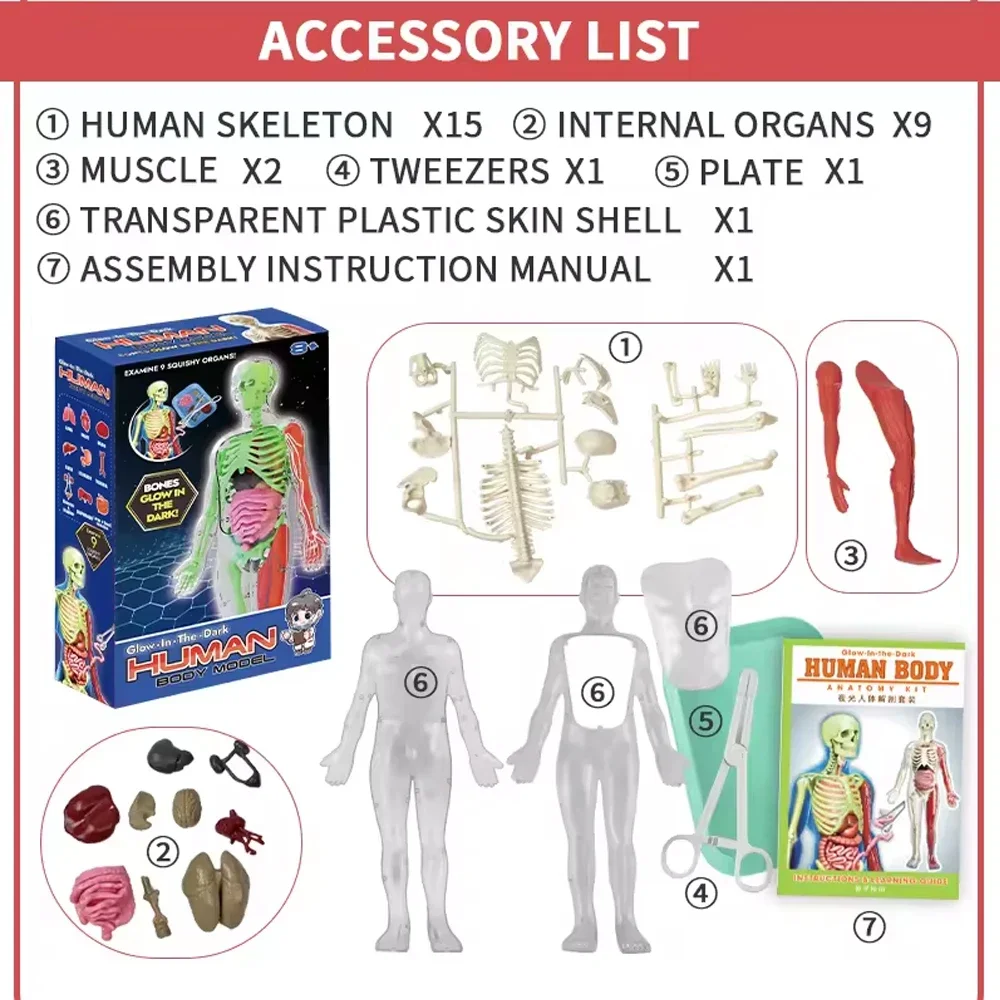 Human Skeleton Organ Anatomy B - Model Kit Fantasy ulasan dan harga